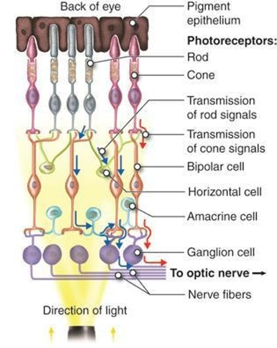 <p>Composed of photoreceptors; optic nerve (CN II) is made up of the axons of the retinal ganglion cells.</p>