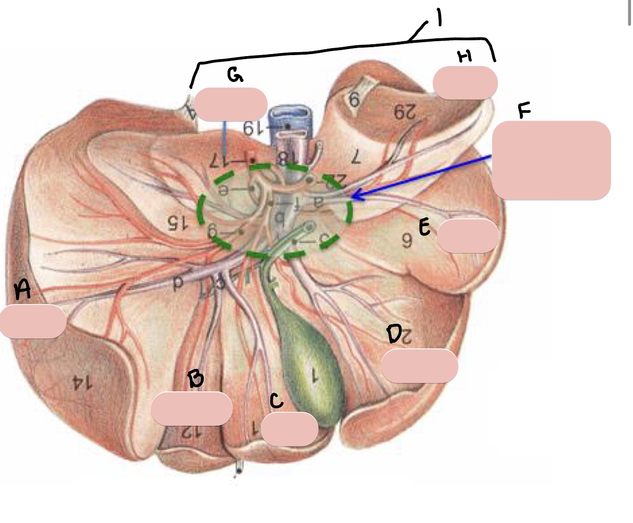 <p>Name the structure(s) indicated by d, e, and f.</p>
