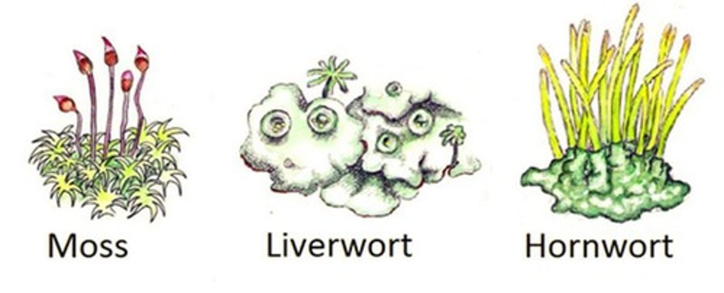 <p>liverworts, hornworts, mosses</p>