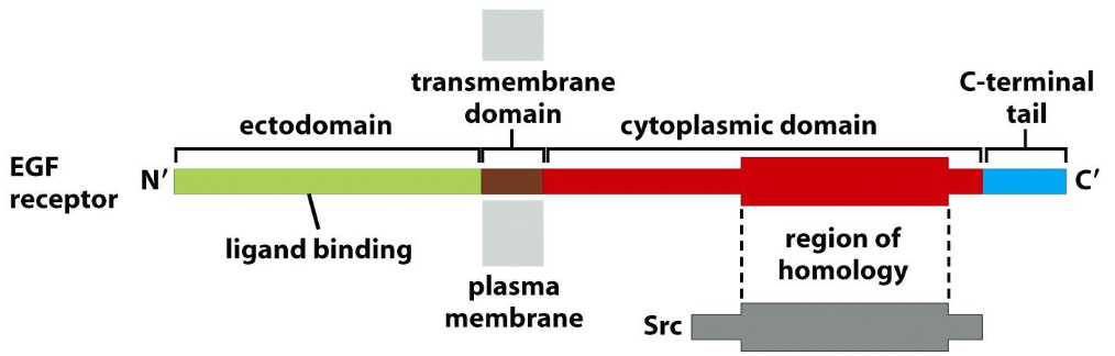 <p><span>The epidermal growth factor receptor (EGF-R) consists of three functional domains, in which part of the cytoplasmic domain shows homology with Src:</span></p>