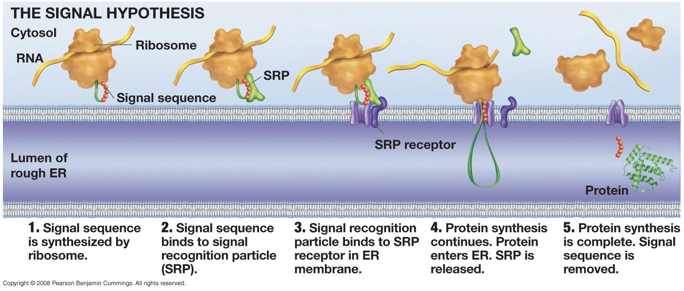 <p><strong>ENDOMEMBRANE SYSTEM</strong></p><p>What are the sequence of events in making membrane bound (secreted) proteins?</p><p>What determines whether a protein is synthesized at rER?</p>