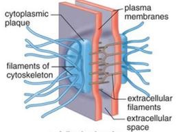 <p>intercellular junction in animal tissues that function like rivets, fastening cells together into strong sheets</p>