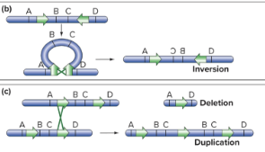 <ol><li><p>add or remove base pairs</p></li><li><p>deletions and duplications</p></li><li><p>relocate chromosomal regions without changing the number of base pairs</p></li><li><p>inversions and reciprocal translocations </p></li></ol><p></p>