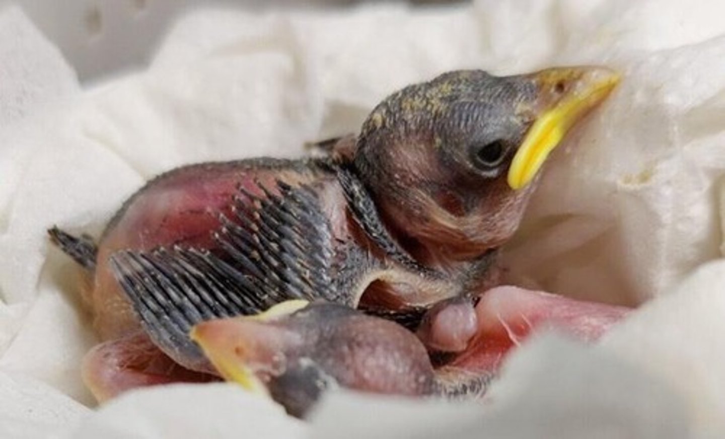 <p>When they hatch, they are blind, with minimal feathers and are unable to move. They require extended and significant parental care. IE: Songbirds, woodpeckers, parrots, owls, etc.</p>