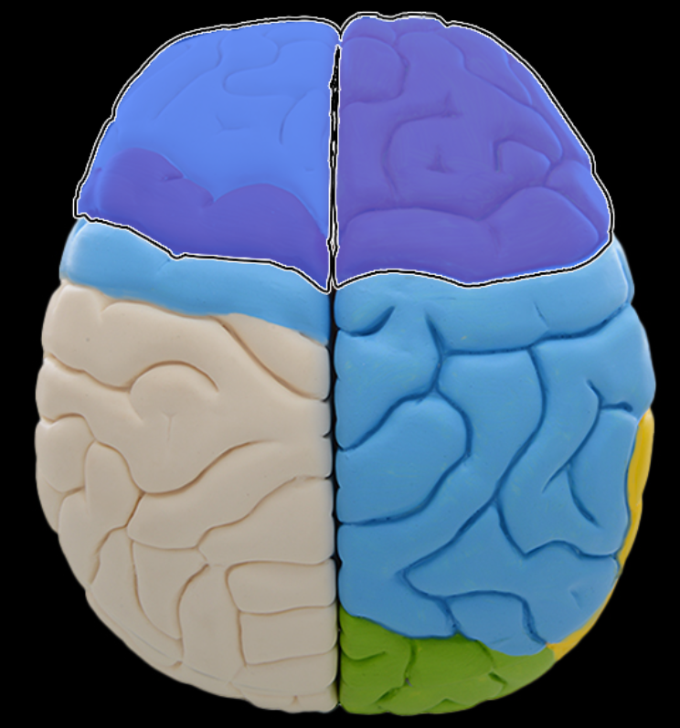 <p>Frontal lobe</p>