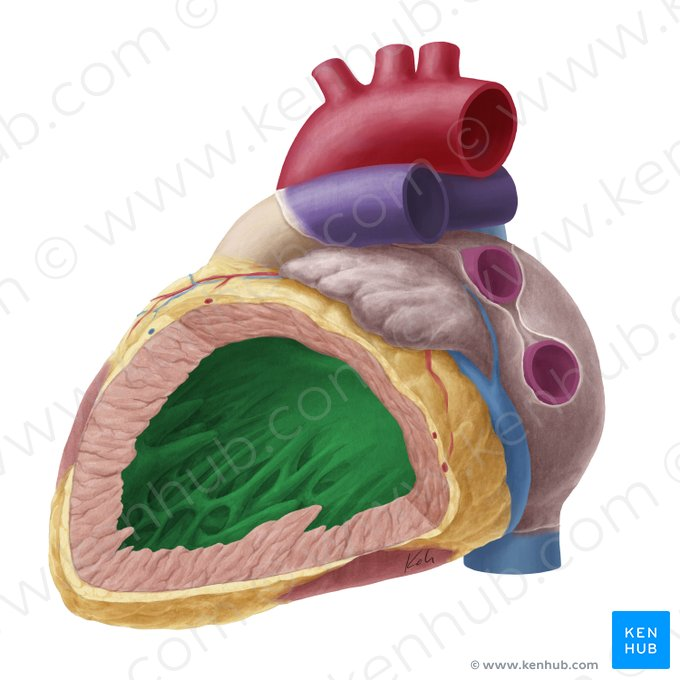 <p>Heart chamber that pumps oxygenated blood from left atrium to aorta.</p>