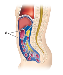 <p>What cavity is image 8</p>