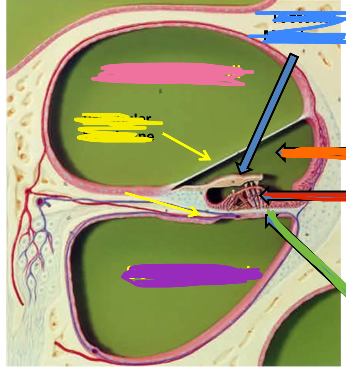 <p>Yellow points to what part of the cochlea (cross section)</p>