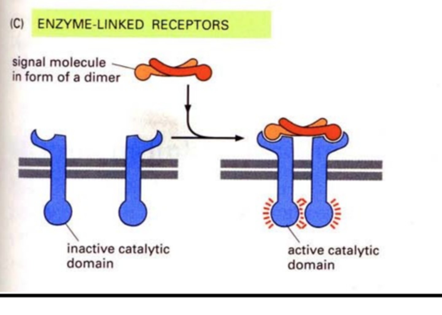 <p>cell-surface receptors with intracellular domains that are associated with an enzyme (ex. tyrosine kinase receptors)</p>
