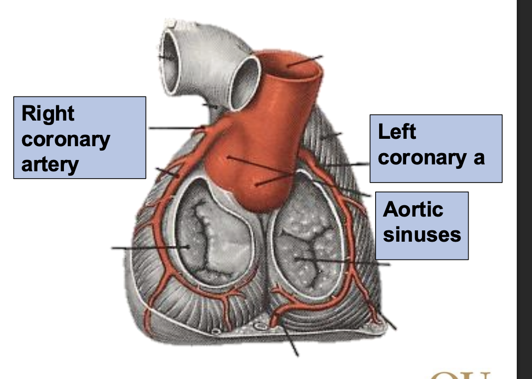<p>left and right coronary arteries</p>