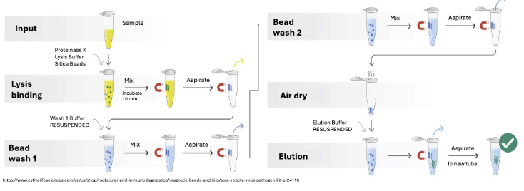 <ul><li><p>DNA extraction using positively charged magnetic beads </p><ul><li><p>Add proteinase K and lysis buffer and binding buffer </p></li><li><p>Lysis buffer opens up the phage (extract DNA and free from proteins) </p></li><li><p>Lysis buffer also precipitates DNA and promotes binding to beads (- and + binding) </p></li></ul></li><li><p>Tubes go on magnetic rack </p></li><li><p>Remove supernatant - phage DNA is attached to beads </p></li><li><p>Wash beads twice (remove impurities) and air dry </p></li><li><p>Add eluant to disturb beads and DNA binding so DNA can be taken up </p><ul><li><p>Nuclease free water or Tris solution reduces the interaction between the beads and genomic material -> elutant of viral DNA</p></li></ul></li></ul><p></p>