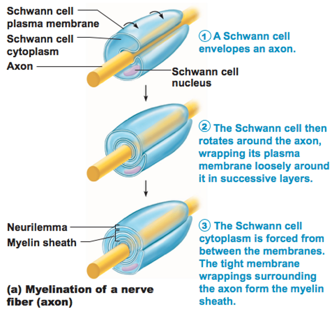 <p>- Formed by Schwann cells, wrap around axon in "jelly roll" fashion</p><p>-Schwann envelops then rotates, squeezing out cytoplasm</p><p>- Adjacent Schwann cells along axon don't touch</p>