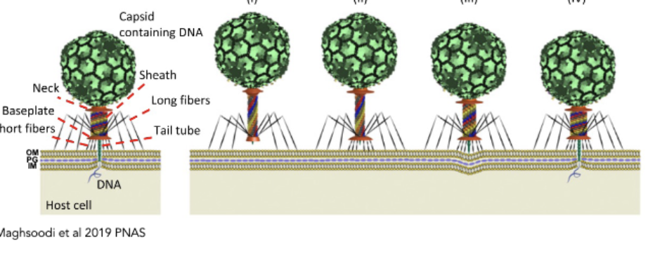 <p>pierce envelope and deliver genetic material into cell envelope</p><ul><li><p><span>tail fibers trigger receptors → conformational changes → tail contracts, dsDNA genome into cell (like a syringe)</span></p></li><li><p><span>Transfer rate and replication rate are fast</span></p></li><li><p><span>picture is of this</span></p></li></ul><p></p><p>unique case:</p><ul><li><p><span>Podovirus with short tail, core proteins act like a tail, they need to be revealed. Like a spring that gets unwound when receptors are engaged. Tail and fibers like a lock and key mechanism.</span></p></li></ul><p></p><p>bacteriophages with no tail:</p><ul><li><p><span>they have H protein, virion binds to sugar molecules, unveils H protein which self-assembles into a nanotube that drives its way into the cell envelope and becomes a conduit for the viral genome. (like a drill)</span></p></li><li><p><span>can also use their own internal membrane as a tunnel to deliver v genome.</span></p></li></ul><p></p><p></p>
