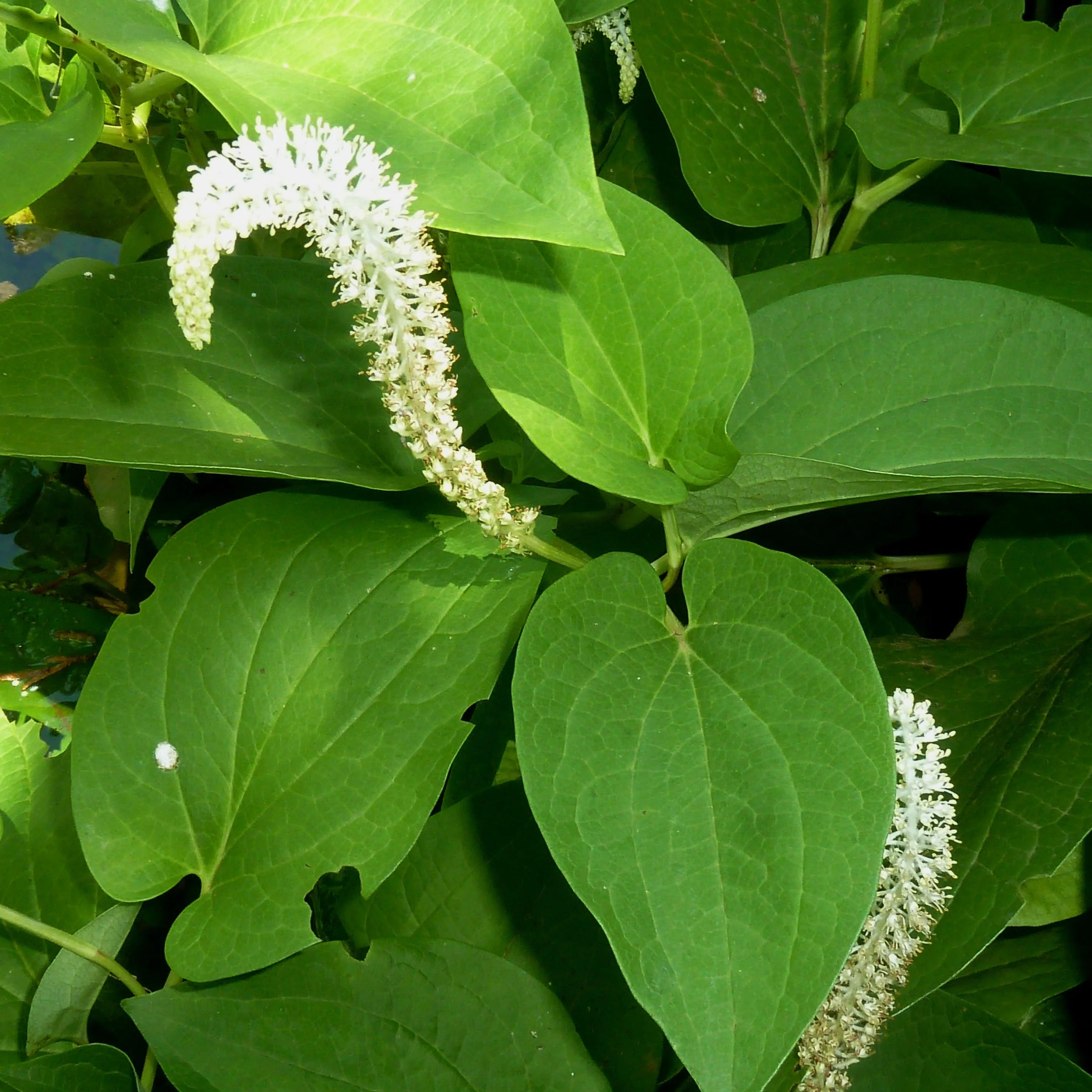 <ul><li><p>Native, OBL</p></li><li><p>heart shaped leaf</p></li><li><p>white bottle-brush flower spike</p></li></ul>