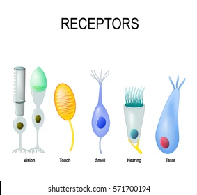 a region of tissue, or a molecule in a cell membrane, which responds specifically to a particular neurotransmitter, hormone, antigen, or other substance.