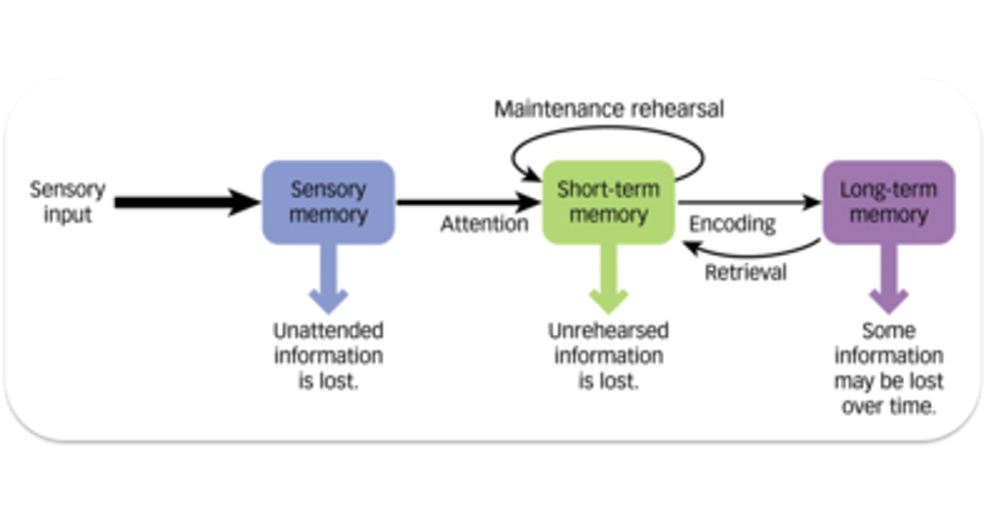 <p>model of memory that assumes the processing of information for memory storage is similar to the way a computer processes memory.</p>