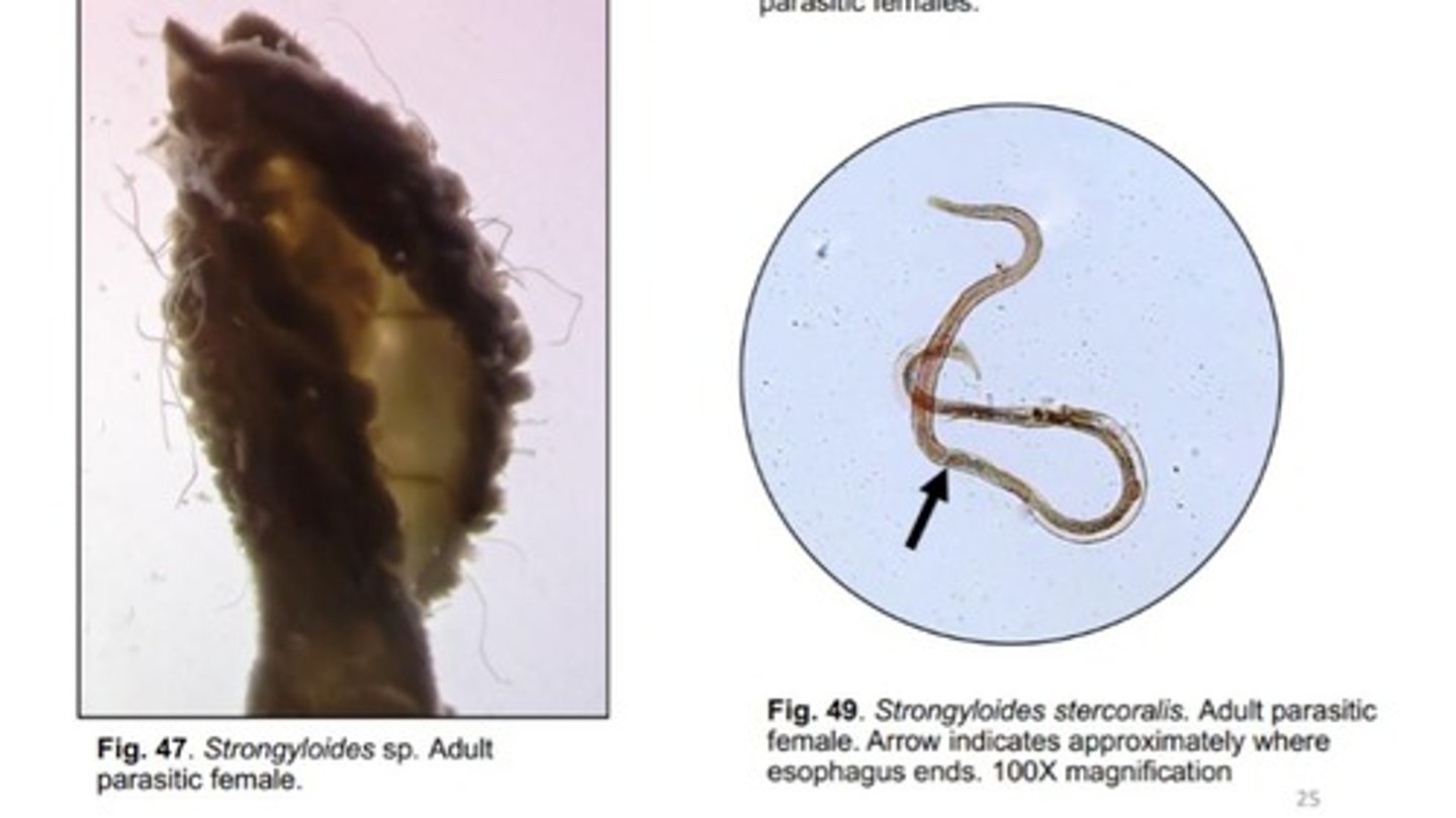 <p>AKA threadworms, infect SI of multiple DH (depending on spp)</p><p>-Parthenogenetic females with long filariform esophagus, no parasitic males</p><p>*Females seen in mucosal scrapings of intestines</p>