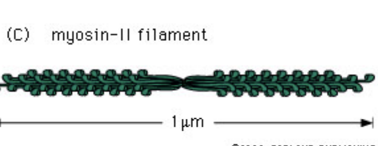 <ul><li><p><strong>Many Myosin II proteins group together</strong> by their <strong>tails sticking to each other</strong>.</p></li><li><p>Phosphorylation of myosin II light chains results in bipolar filament assembly</p></li></ul><p></p>