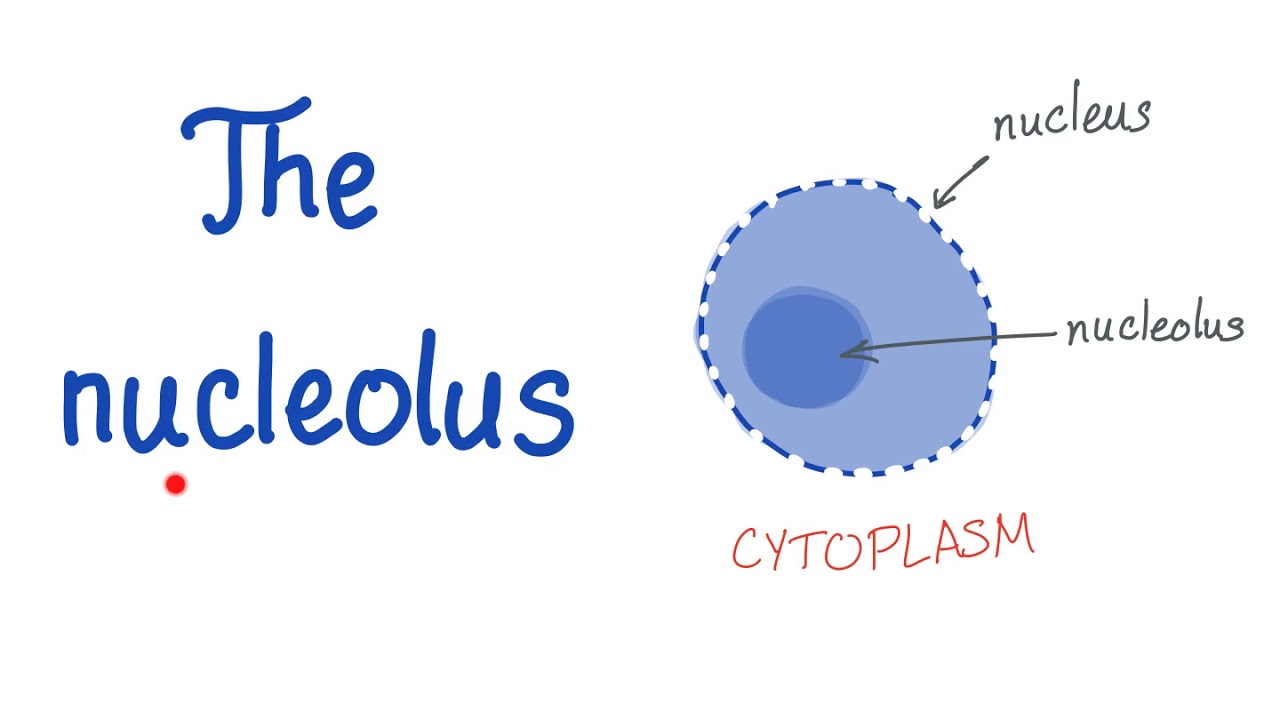 <p>Nucleolus </p>