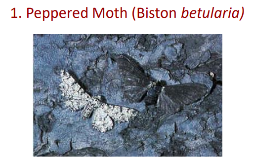 <p>peppered moth natural selection</p>