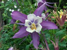 <p><span>Aquilegia x hybrida cv. / Columbine</span></p>