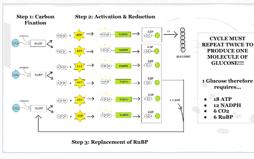 <p>Carbon dioxide fixation</p><p>Activation and reduction</p><p>Replacement of RuBP</p>