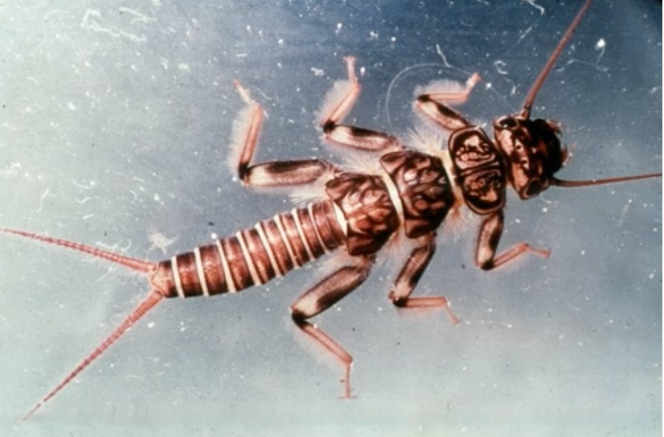Stoneflies

