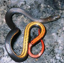 <p>Southern. Northern has no black spots</p>