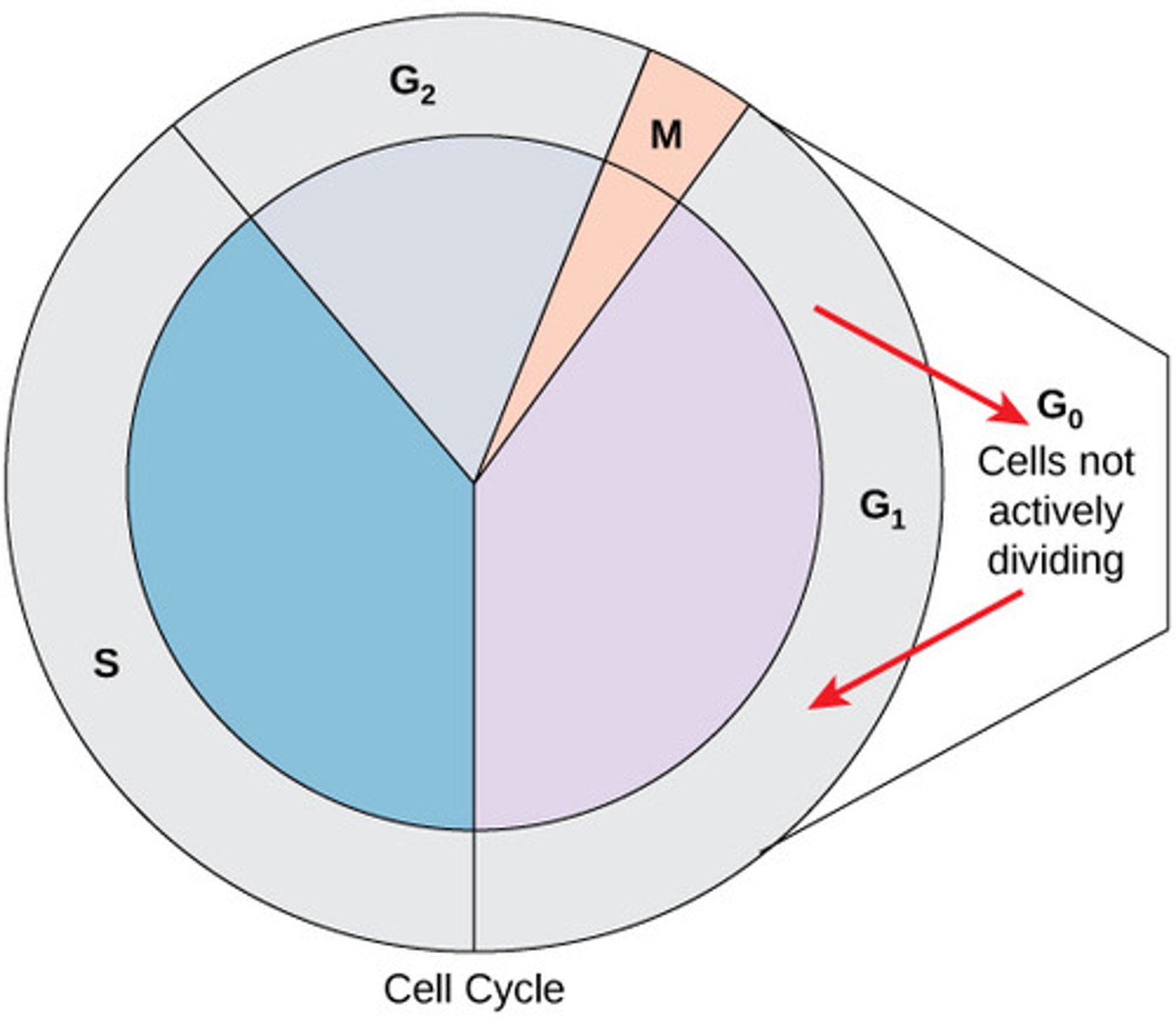 <p>In G0 the cells aren't preparing for separation so there's no change in organelle number. Instead the cell:<br>- becomes dormant<br>- dies (apoptsis)<br>- goes through senenscence (aging) <br>The cell generally just does it's functions.</p>