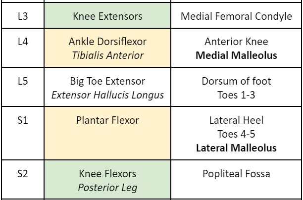 <p>L4</p><p></p><p>Anterior compartment muscles are innervated by Deep Peroneal N. whose roots are L4-S1. Since Tibialis Anterior is the most medial it represents L4.</p>