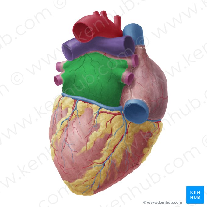 <p>Heart chamber that receives oxygenated blood from lungs and carries into left ventricle.</p>