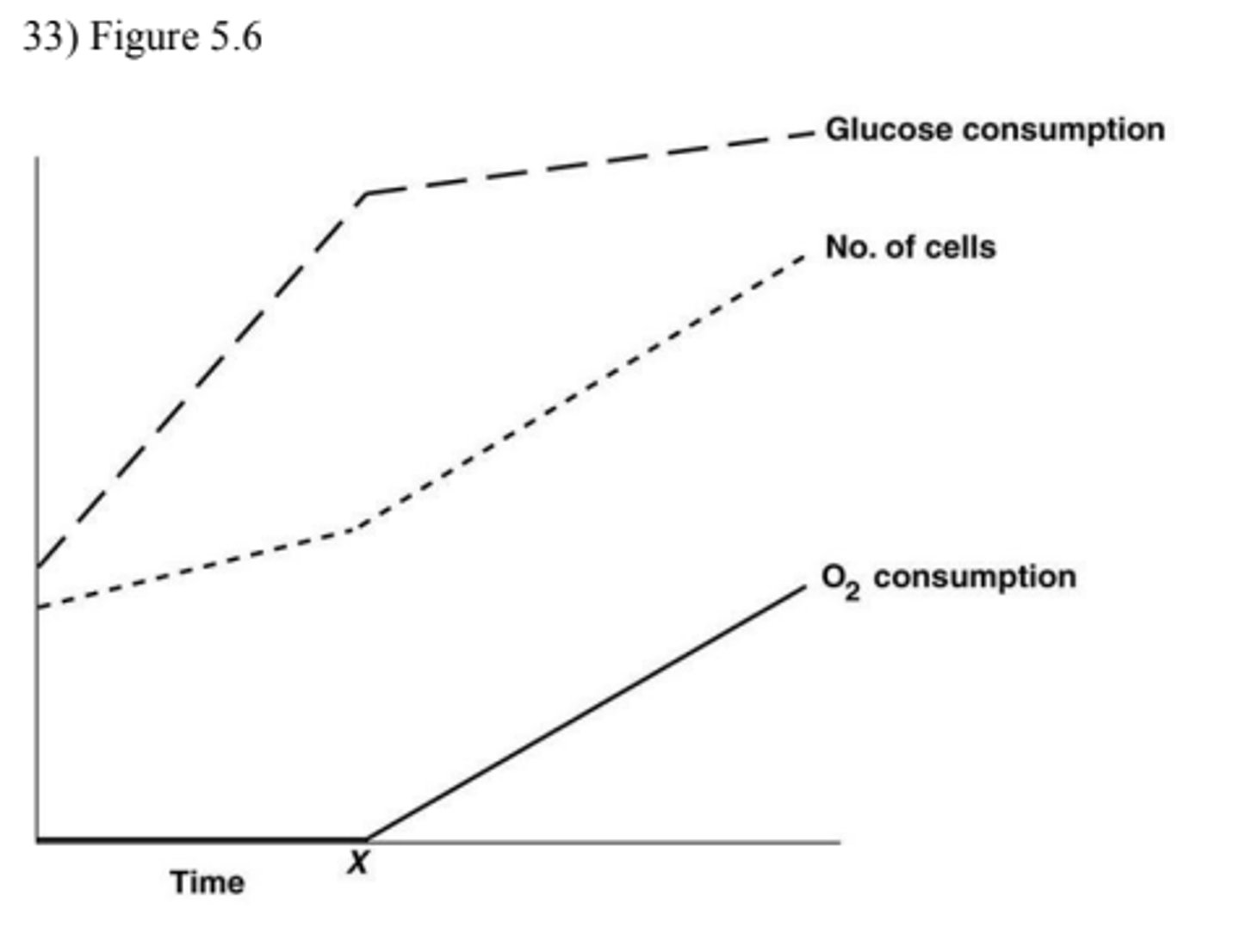 <p>C) aerobic metabolism is more efficient than fermentation.</p>