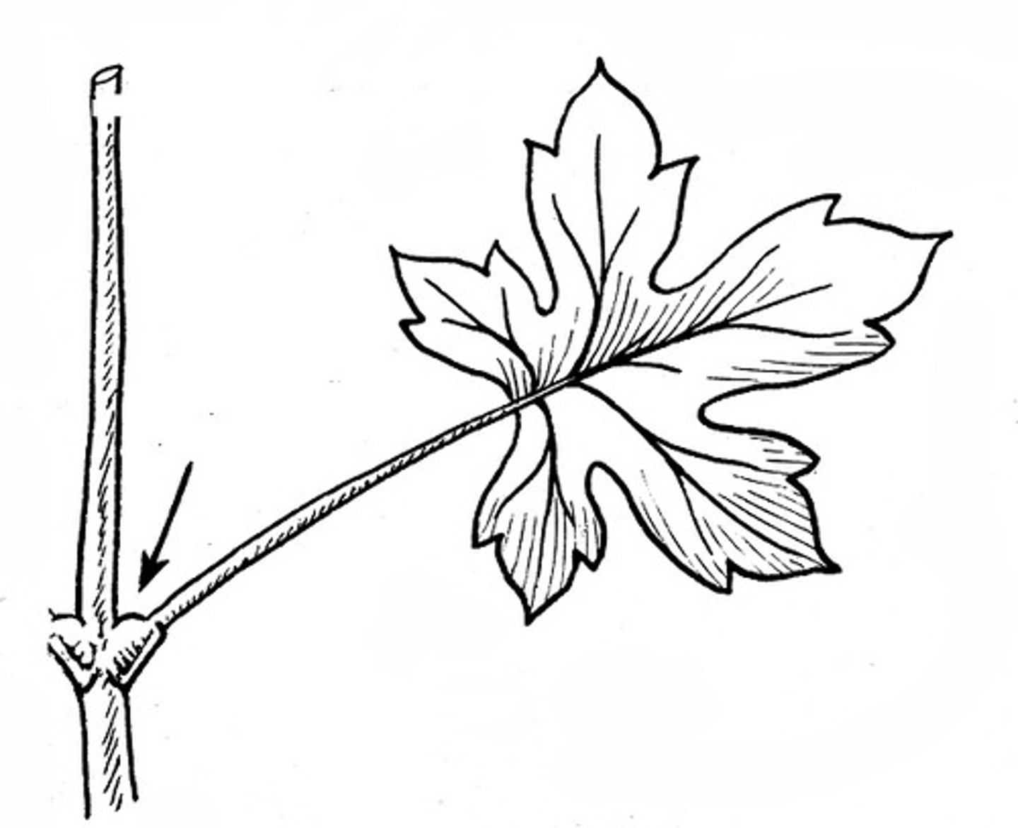 <p>The angle between petiole and stem?</p>