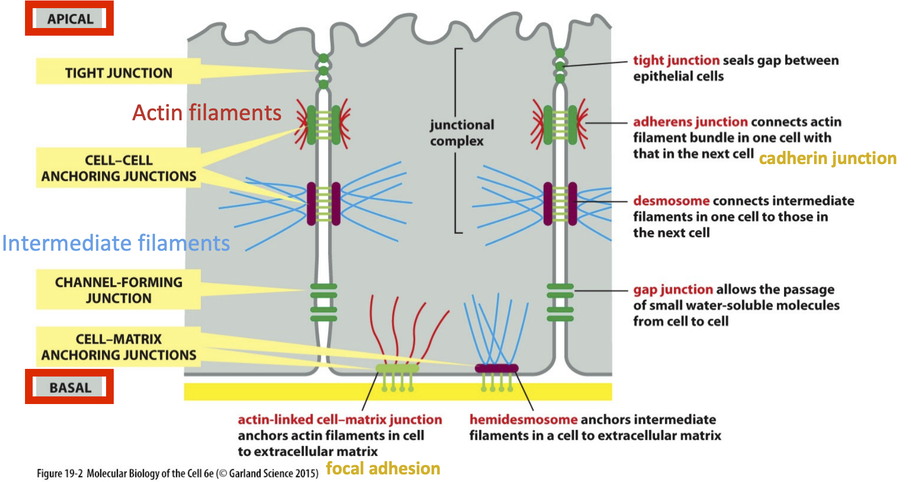 <p>1. tight junction</p><p>2. cell-cell anchoring junctions</p><p>3. channel-forming junctions</p><p>4. cell-matrix anchoring junctions</p>