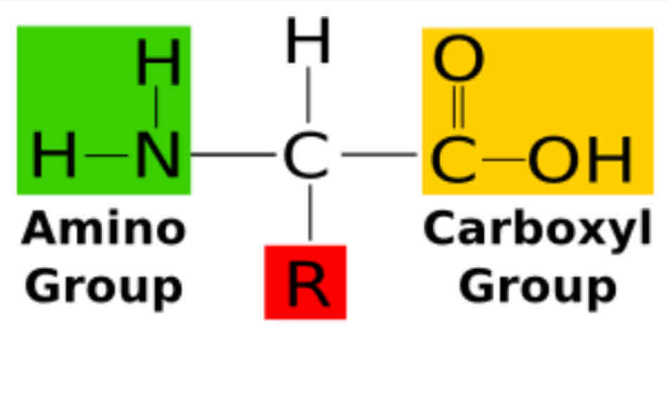 <ul><li><p><span style="color: blue">This is the structure will make your amino acid unique from each other.</span></p></li><li><p><span style="color: blue">All of our amino acids contain the same amino group, the same carboxyl group, but different _________?</span></p></li></ul><p></p>