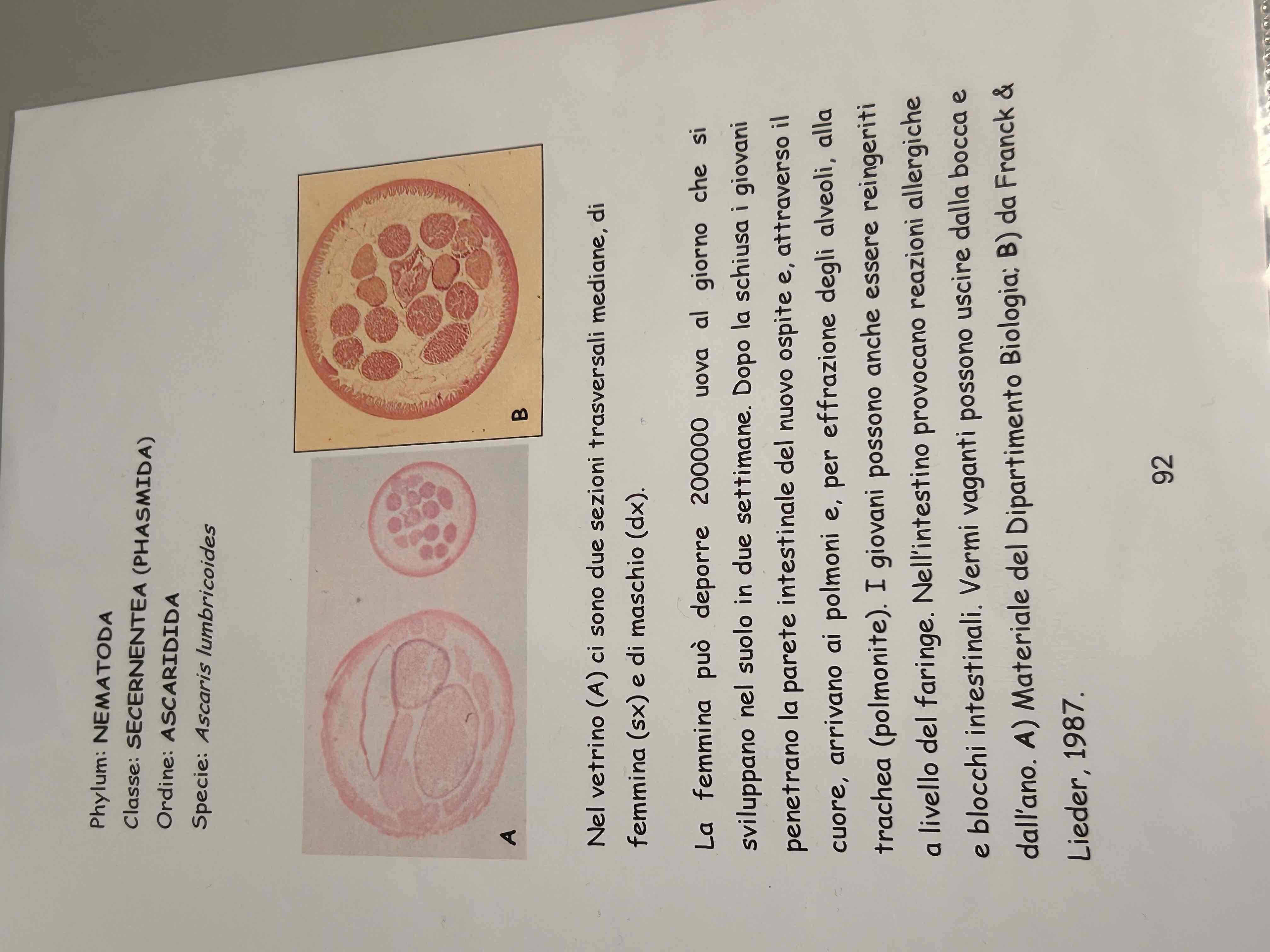 <p>Ascardis lumbricoides (sezione)</p>