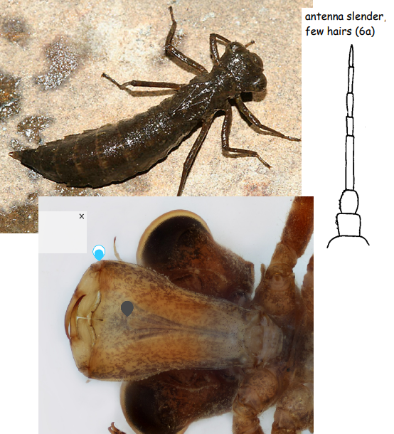 <ul><li><p>“Darners”</p></li><li><p><em>Anisoptera - Dragonfly</em></p></li><li><p>Flat prementum - no setae on prementum</p></li><li><p>6-7 segmented slender antennae</p></li></ul><p></p>