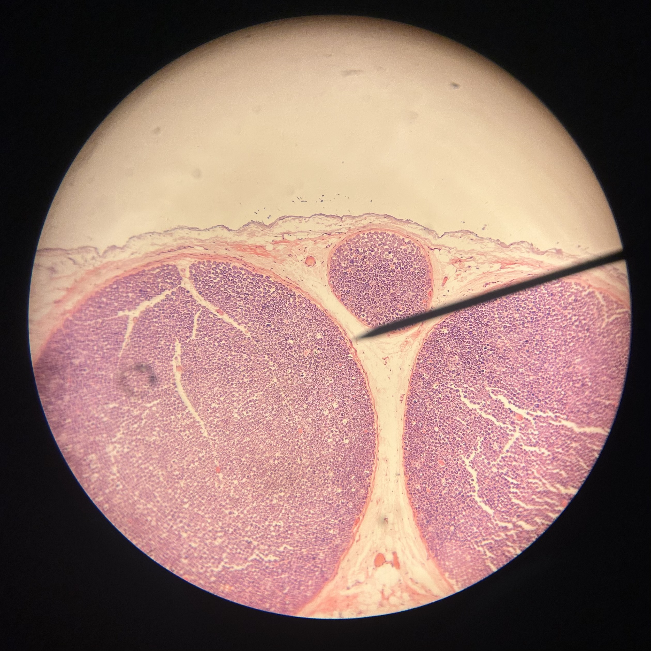 <p>What structure is shown (pointer)?</p>