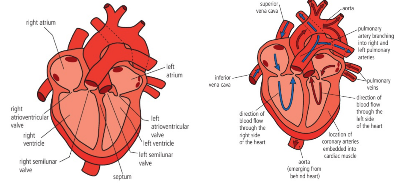 <p>Right atrium</p><p>Right atrioventricular valve</p><p>Right ventricle</p><p>Right semilunar valve</p><p>—</p><p>Left atrium</p><p>Left atrioventricular valve</p><p>Left ventricle</p><p>Left semilunar valve</p><p></p>
