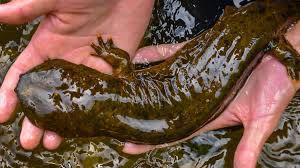 <p>Hellbender </p>