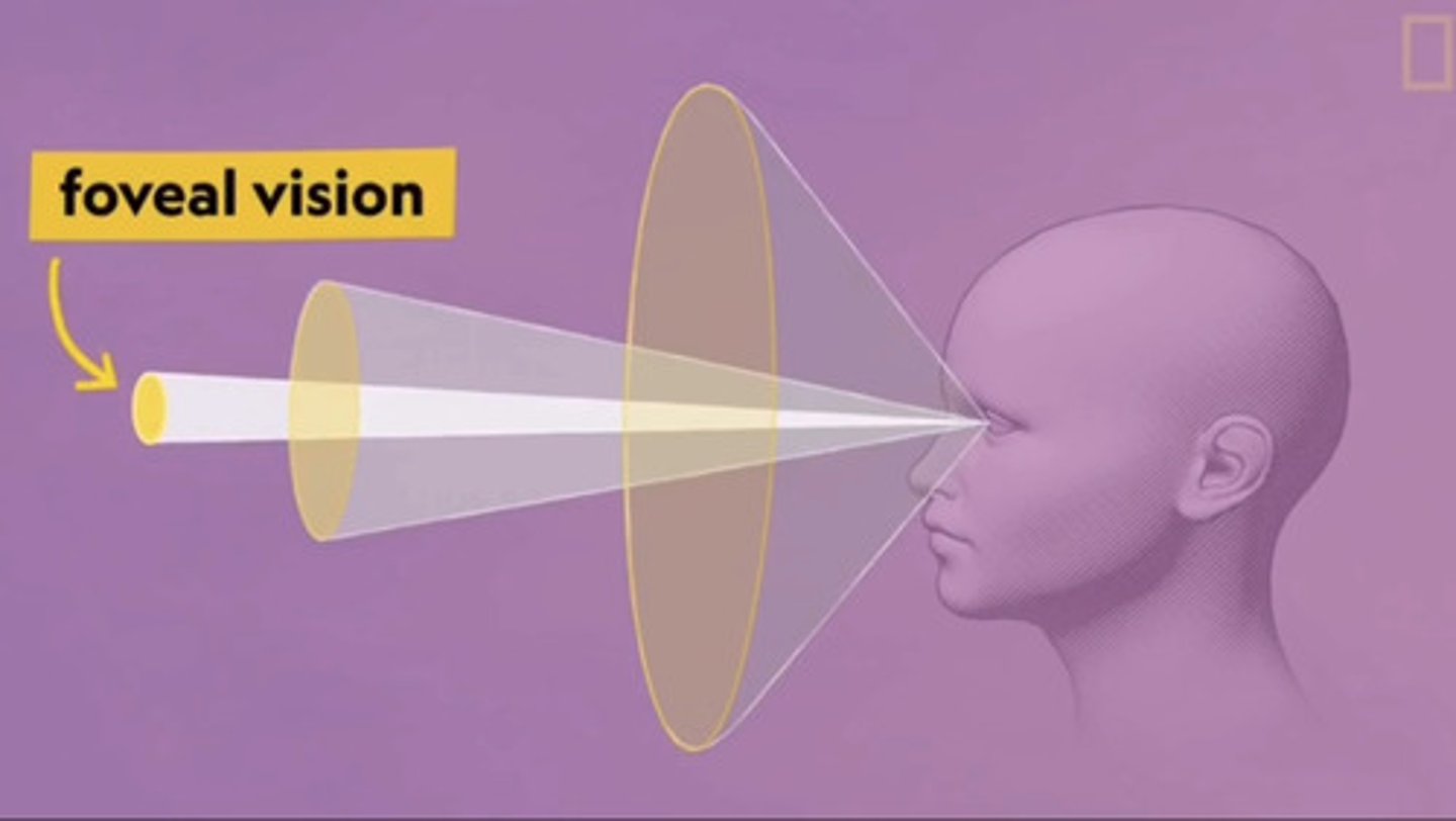 <p>Part of our vision that is the sharpest. It occurs in the central part of the retina where cones are predominant.</p>