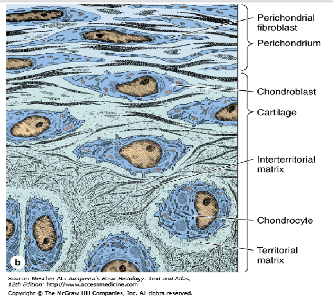 <ul><li><p>perichondrium</p><p>= laag dicht bindweefsel, aan de buitenzijde van het hyaliene kraakbeen</p></li><li><p>essentieel voor de groei &amp; instandhouding van het kraakbeen</p></li><li><p>perichondrium ontbreekt thv gewrichtsvlakken &amp; epiphysale platen</p></li><li><p>2 zones:</p><ul><li><p>buitenste (vaatrijke) zone</p><ul><li><p>uit collageenvezels type I &amp; fibroblasten</p></li><li><p>met bloedvaten (van waaruit kraakbeen wordt gevoed)</p></li></ul></li><li><p>binnenste (meer celrijke) zone</p><ul><li><p>bevat mesenchymale stamcellen die zich tot chondroblasten differentiëren</p></li></ul></li></ul></li></ul><p></p>