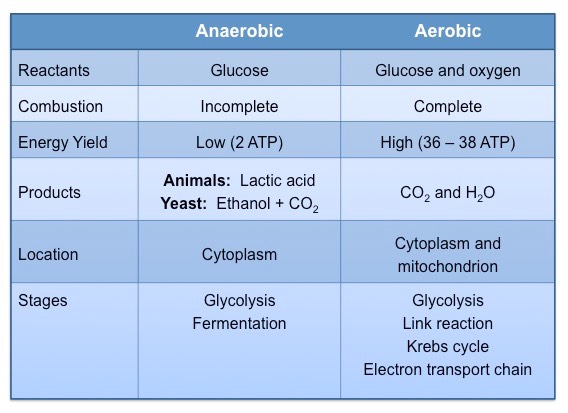 <p>Both anaerobic fermentation and aerobic respiration occur in cells. They both use glucose as the initial substrate and produce ATP by using enzymes to catalyze reaction pathways. </p><p>Anaerobic fermentation does not require oxygen, while aerobic respiration does. </p><p>Both anaerobic fermentation and aerobic respiration produce ATP, but aerobic respiration has a higher ATP yield (net 36 ATP) than anaerobic fermentation/respiration (low yield of net 2 ATP). </p><p>Aerobic respiration produces carbon dioxide and water as waste products, while anaerobic respiration produces lactate as a waste product. </p><p>Aerobic respiration primarily occurs in the mitochondria, while anaerobic fermentation typically occurs in the cytoplasm. </p><p>Mitochondria are required for aerobic respiration, but not anaerobic respiration. </p>