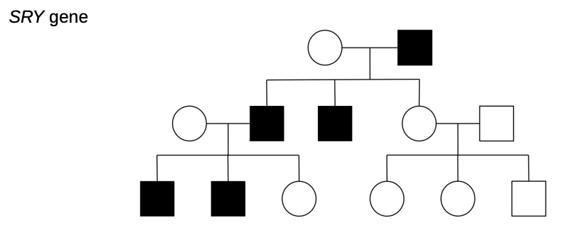* trait only observed in males (male-to-male transmission)
* all male descendants of affected individual will exhibit trait
* usually a mutation on SRY region