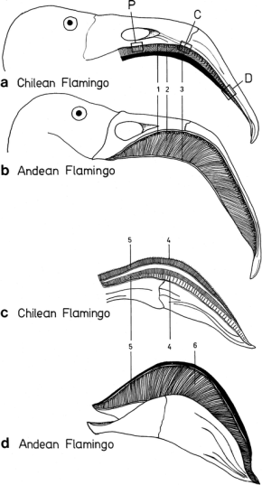 <p>series of transverse tooth-like ridges </p><p>dabbling duck </p><p>flamingoes </p>