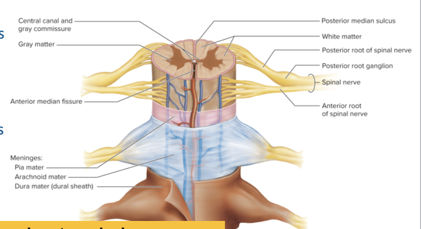 <ul><li><p><strong>Anterior (ventral) root →</strong> <strong>Motor (efferent) →</strong> to skeletal muscles</p></li><li><p><strong>Posterior (dorsal) root → Sensory (afferent) →</strong> from receptors</p></li><li><p><strong>Ventral root + Dorsal root = </strong>Spinal nerve (mixed motor + sensory)</p></li></ul><p></p><p>Ventral = Motor → Muscles</p><p>Dorsal = Sensory → Detect</p><p></p>