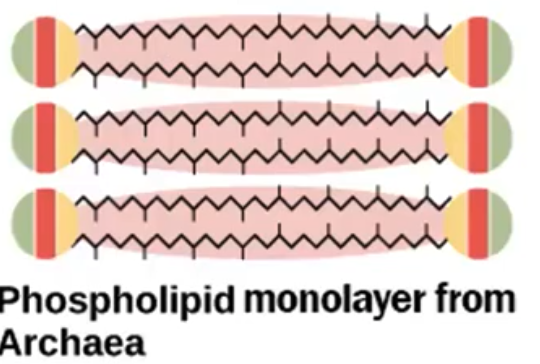 Archaea
Membrane lipids
(glycerol-ether lipids)
- bond: sn-glycerol-1-phosphate
- isoprenoid chains with multiple side branches/rings
- lipid monolayer (responsible for providing rigidity and added protection in extreme conditions)