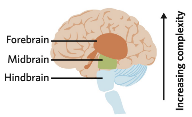 increasing complexity as you move up from the hindbrain to the forebrain

* less complex structures developed earlier evolutionary wise