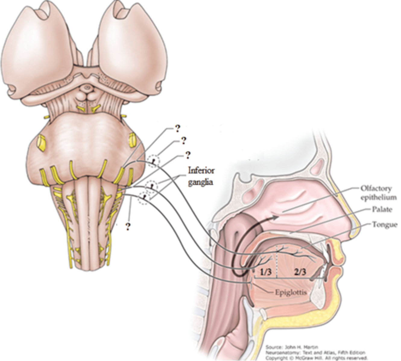 <p>inferior (petrosal) ganglion</p>