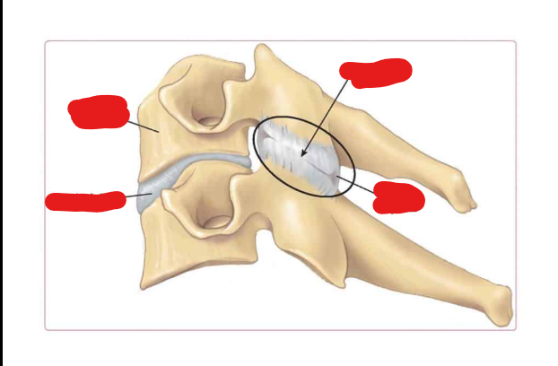 <p>What <strong><u>Joint </u>is this?</strong></p>